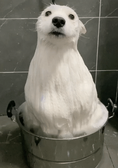 狗狗服从性排行榜：最乖的3种狗和最调皮的3种狗