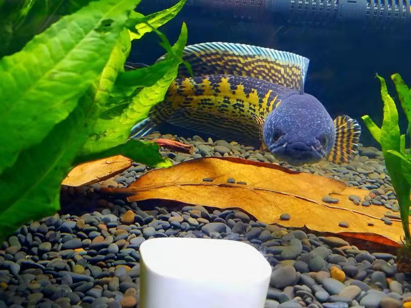 雷龙鱼价格排行想要饲养雷龙鱼