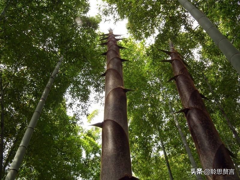 关于竹笋的诗词鉴赏(精选31首竹笋的最著名的诗)