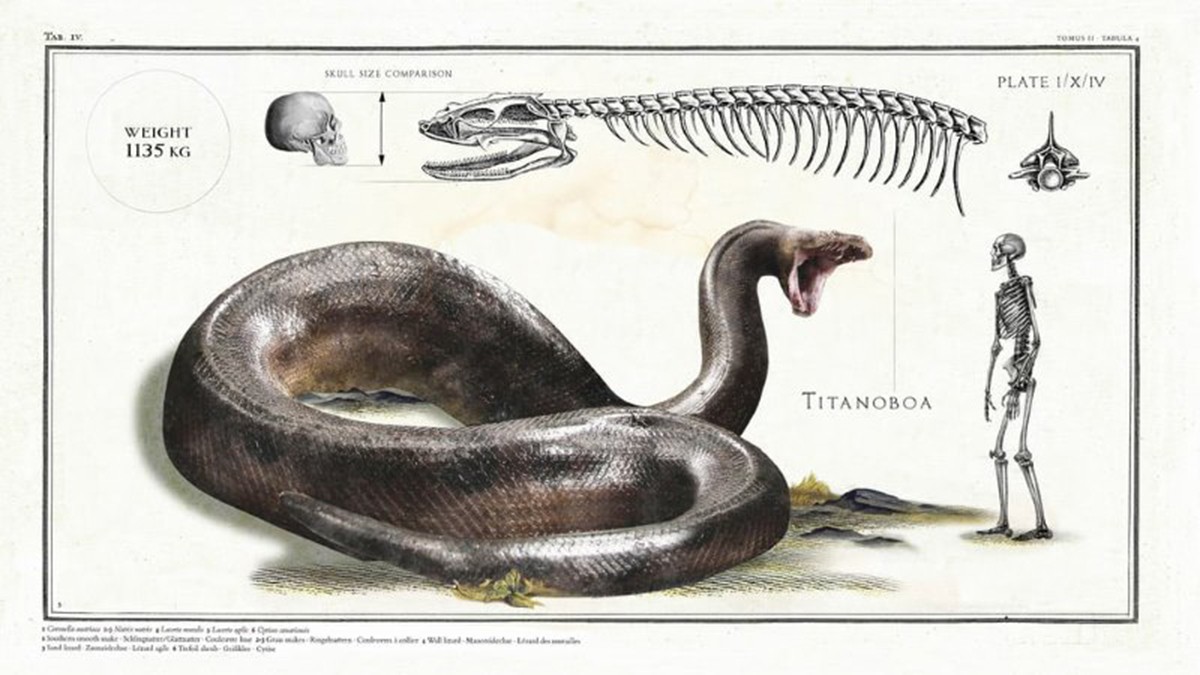 印尼捕获9米巨蟒！活人被蟒蛇吞下还能活命吗？动物学家亲自实验