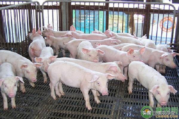 2万月薪招聘养猪员，今年养猪到底有多赚钱？