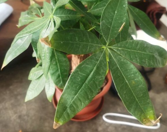发财树怎样养才能养得好（发财树最全养护方法）