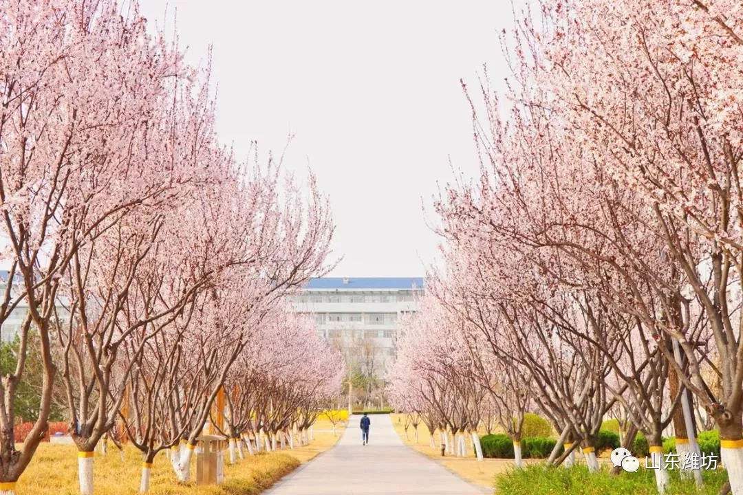 两所二本高校，450—530分左右可录取！性价比很高，值得报考！