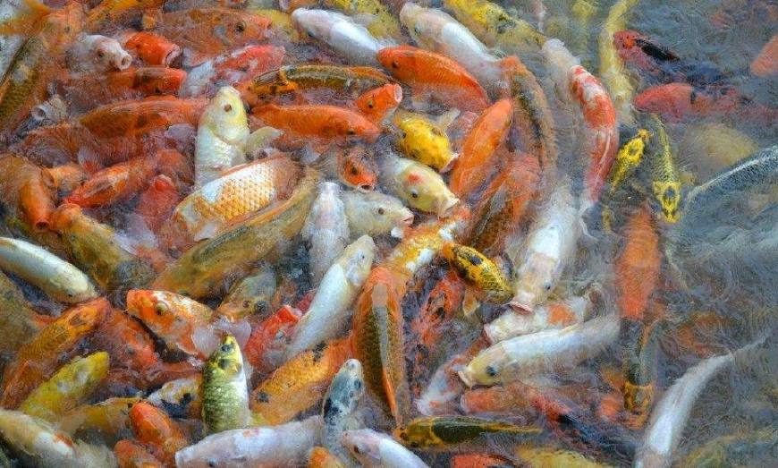 夢見魚5種徵兆要發財男人夢見魚5種徵兆要發財