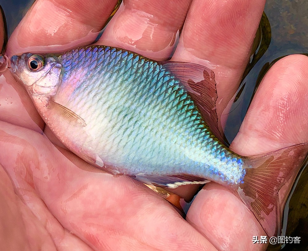 鳑鲏鱼没有人不认识，但个头大有须的鳑鲏你知道吗？它们叫“鱊”