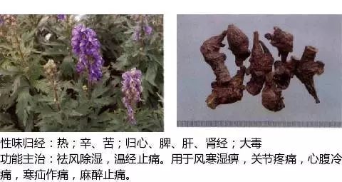 300个中草药图谱（附主治功效），知道一半就太牛了（上）