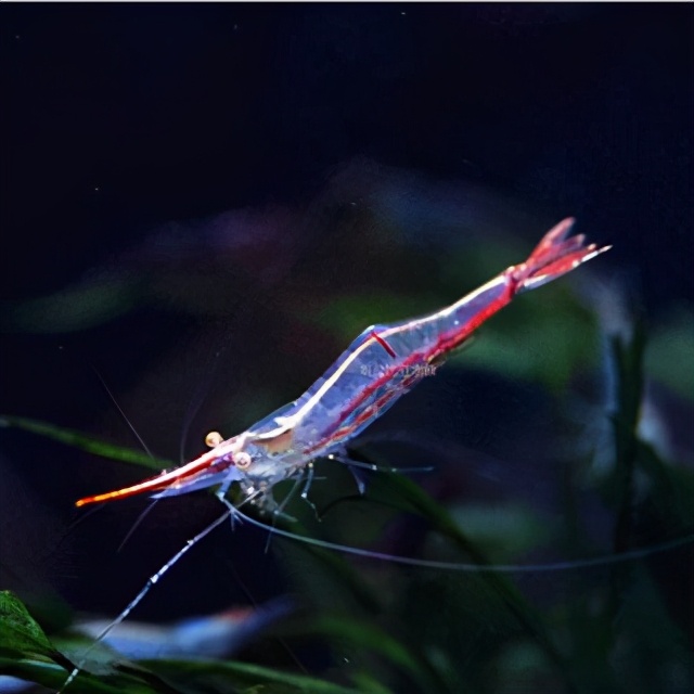 世界上最漂亮的5种虾世界上最漂亮的虾是哪种