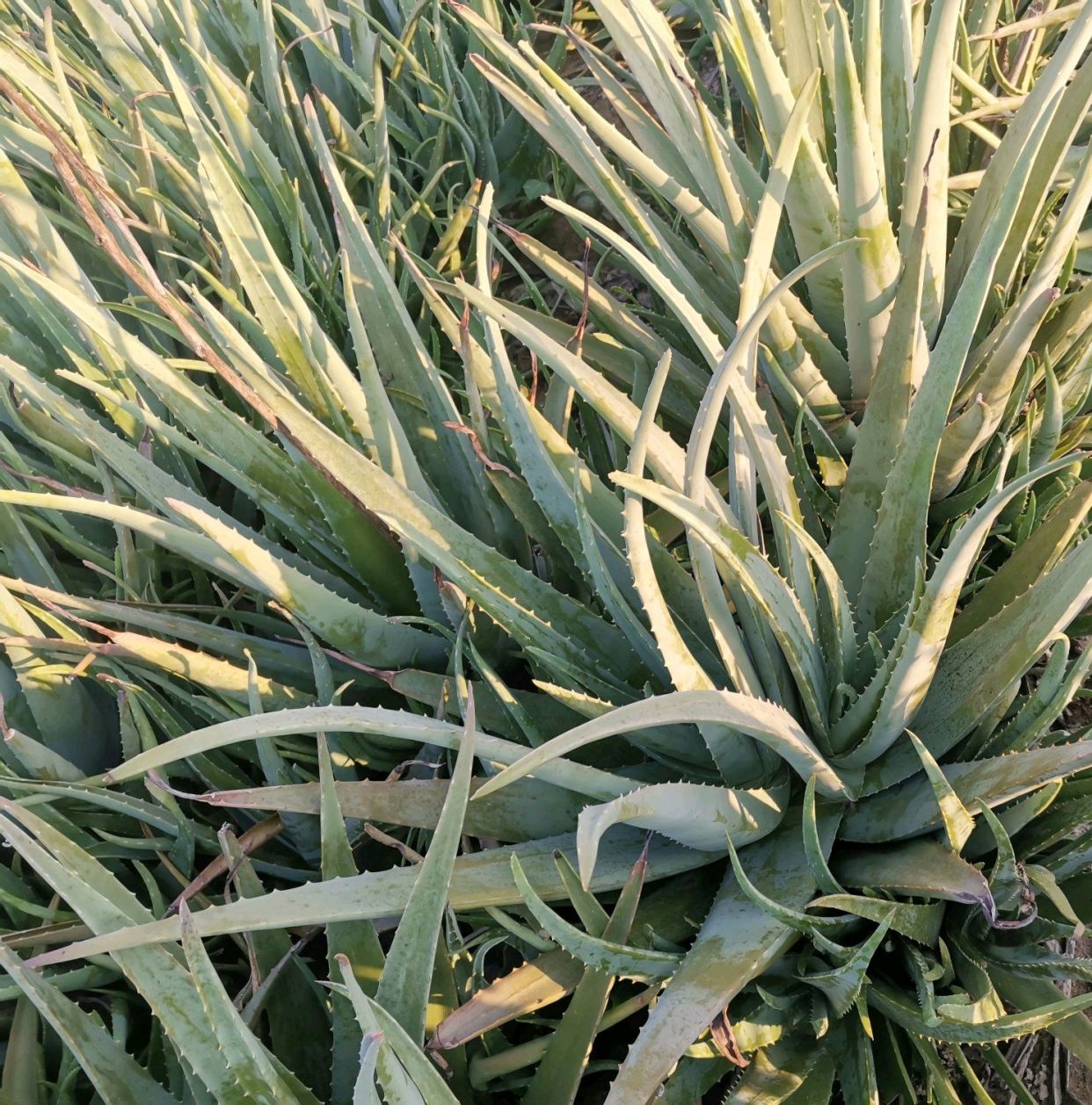 朋友送的库拉索芦荟,怎么上盆养护,对盆土有什么要求吗?