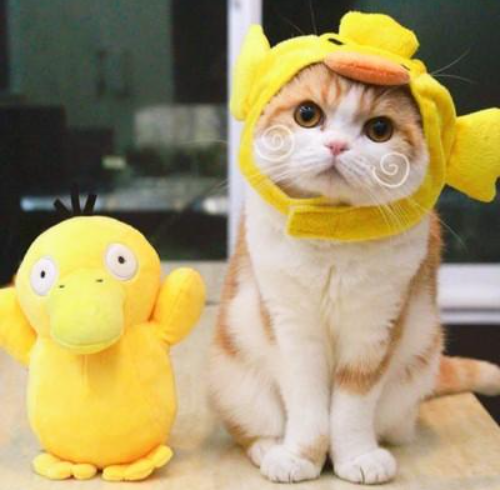 被主人“宠爱”的猫咪，一定会具备这些现象