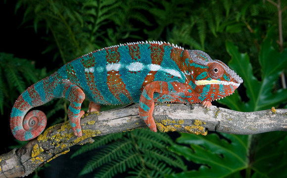 匠志萌宠乐园之两栖爬行类之蜥蜴目普法介绍