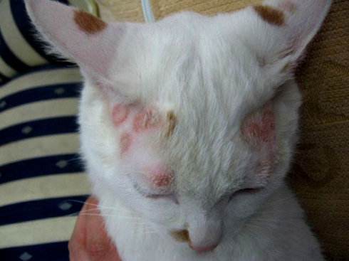 猫咪皮肤病种类图片图片