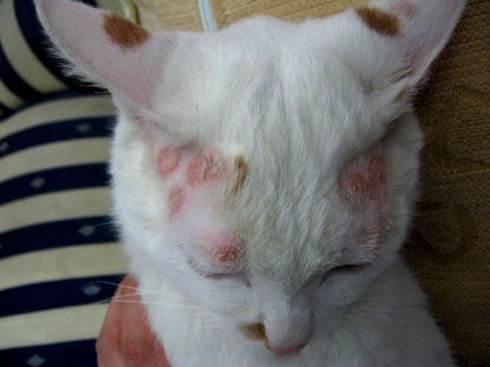 头号皮肤病猫癣很可怕