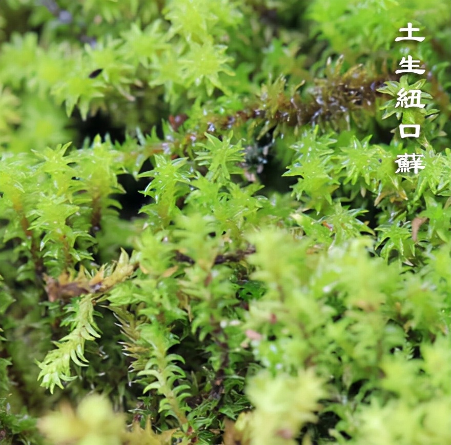 苔藓植物图片及简介图片