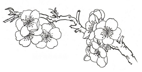 白描花鸟小品桃花蝴蝶的白描形态