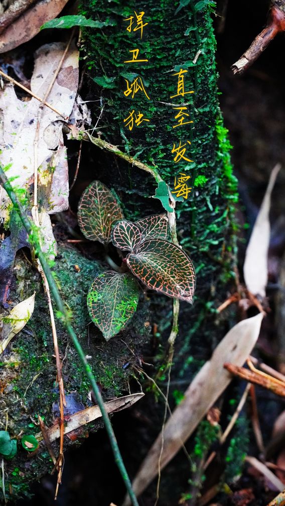 价格突飞猛涨的野草