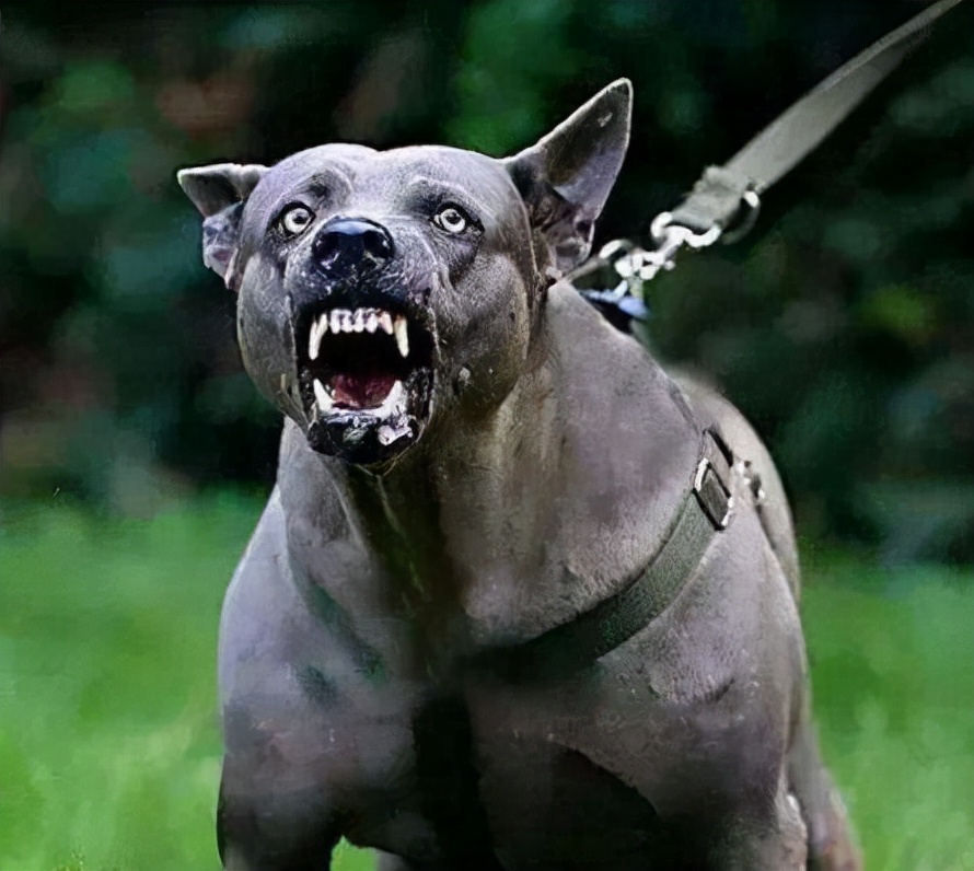 山东一不牵绳的小狗挑衅烈性犬,被活活咬死,城里可以养烈性犬吗