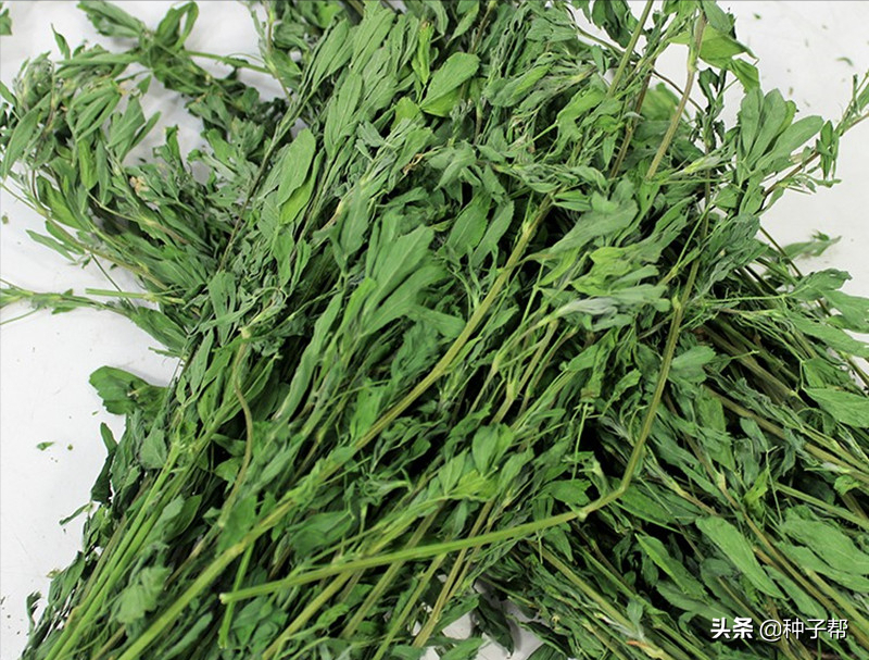 牧草干草的加工，和調(diào)制方法，如何讓禽畜在冬季吃上優(yōu)質(zhì)干草？