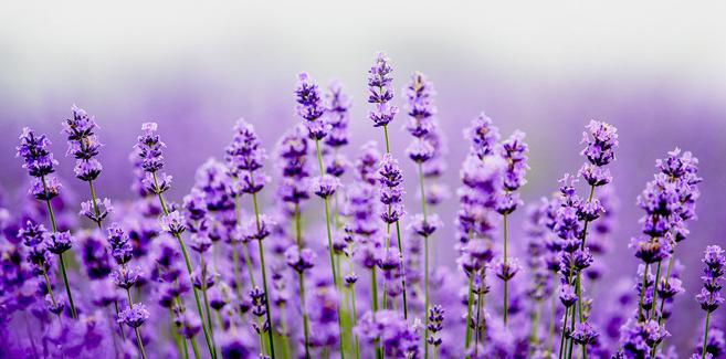 薰衣草中遇浪漫，馥郁香气等爱情