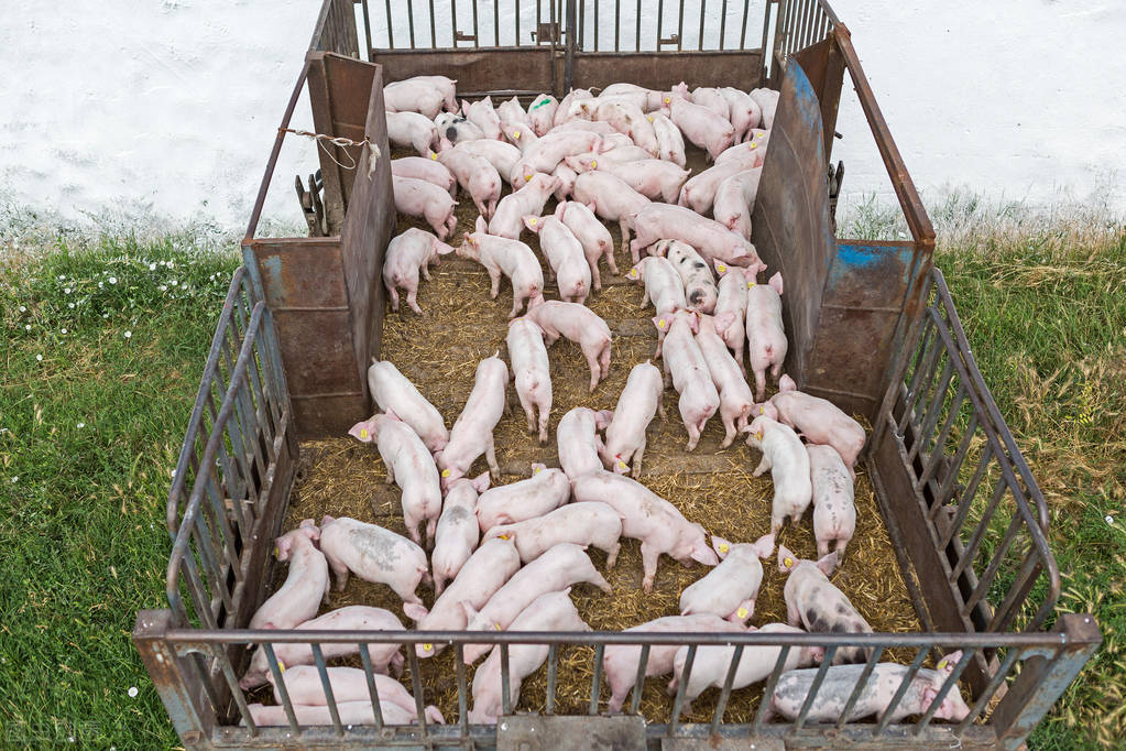 玉米维持1.4元，饲料突然降价，养猪户期盼的事还是来了