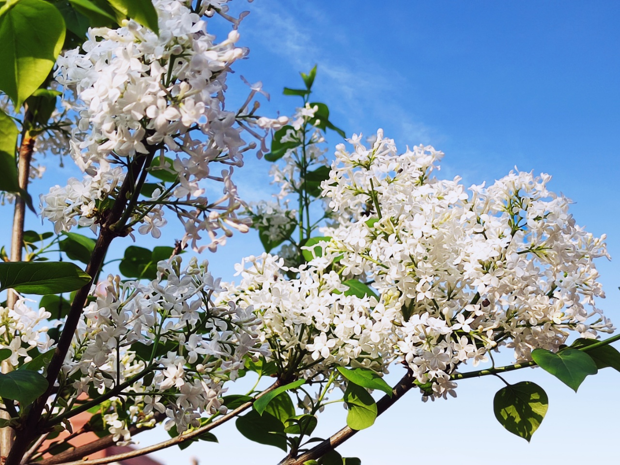 小院春天早到来，桃花李花递次开｜七绝十首·为家园春色而作