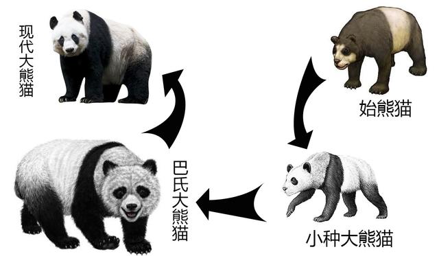 蚩尤的坐骑，有“食铁兽”之称，史前大熊猫真的这么强吗？