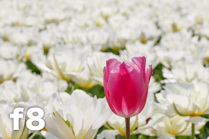 拍照想虚化背景？教新手如何控制景深