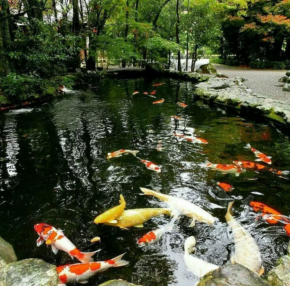 锦鲤群应该怎么搭配才有气势呢？