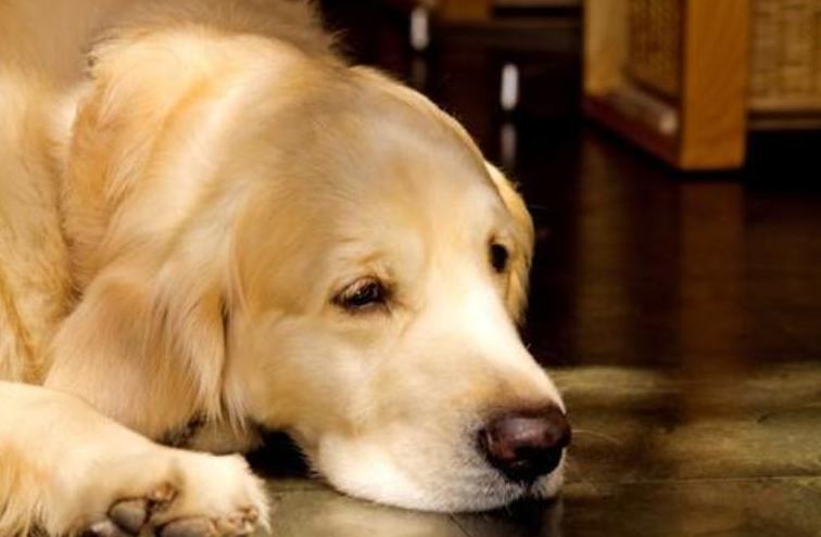 金毛犬拉稀怎么办？