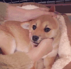 最便宜的狗多少钱