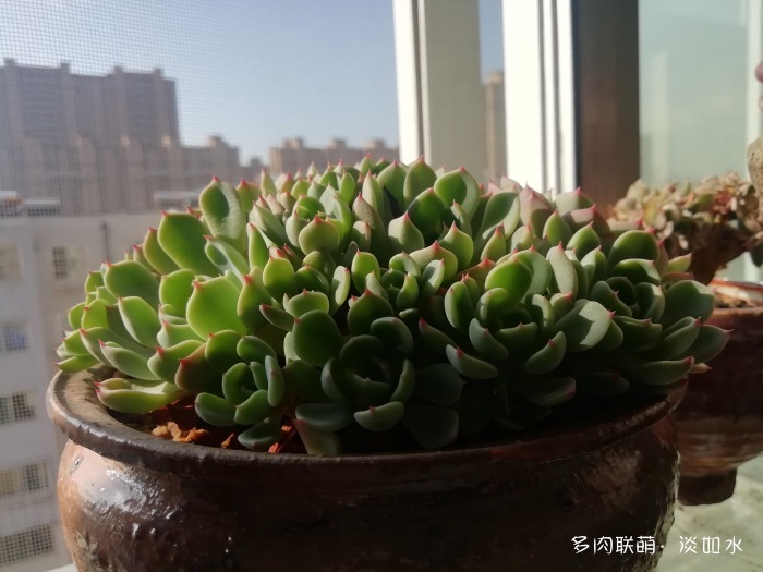 不离不弃的黑王子,和其它多肉