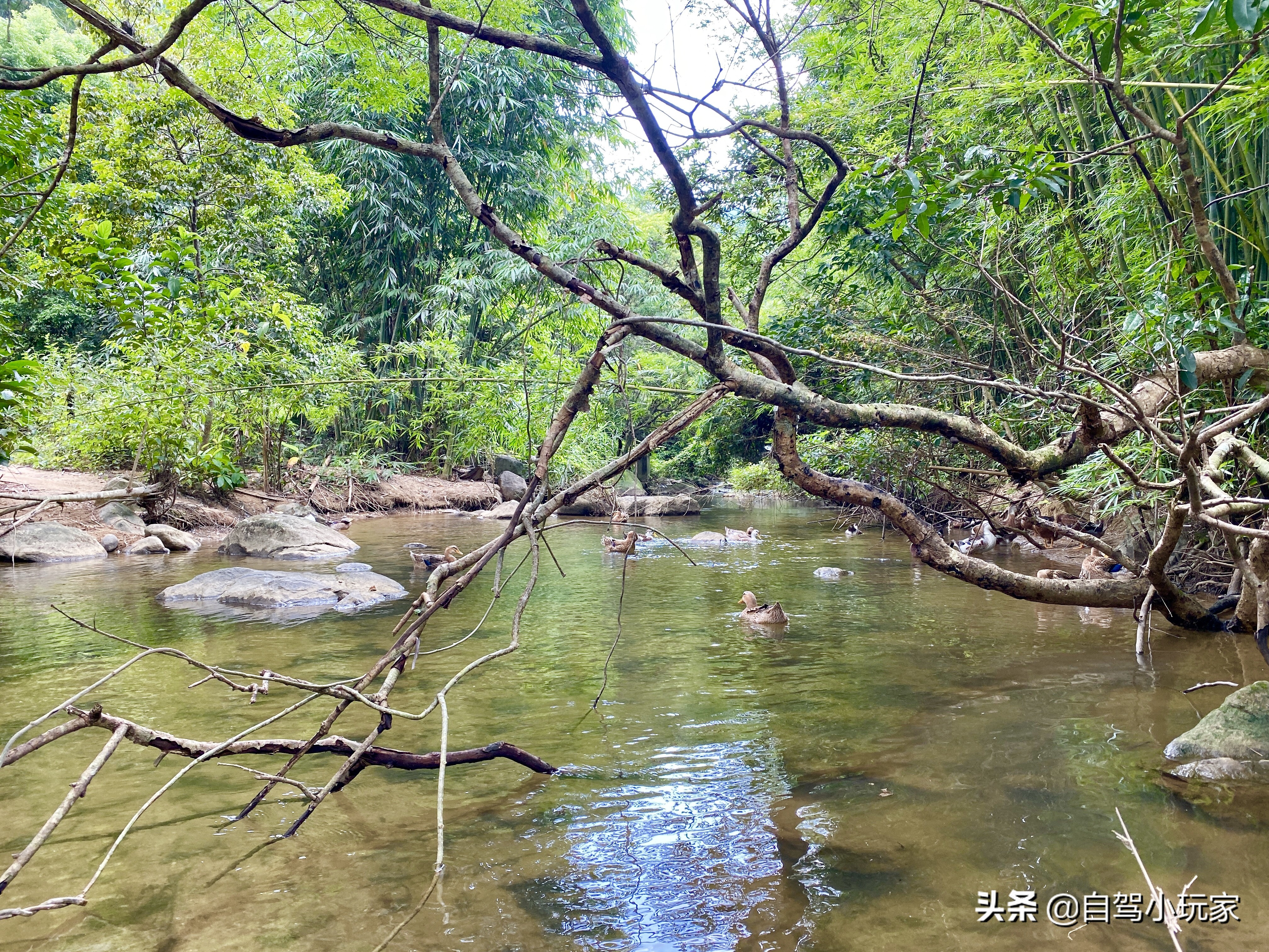 详细攻略来了！藏在惠州的这片“绿洲”，5个避暑秘境包你玩爽