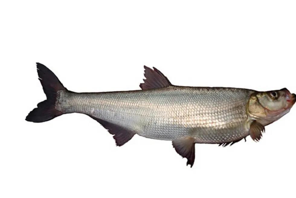 教你如何分辨草鱼,青鱼,鲢鱼,鳙鱼鲤鱼等各种鱼