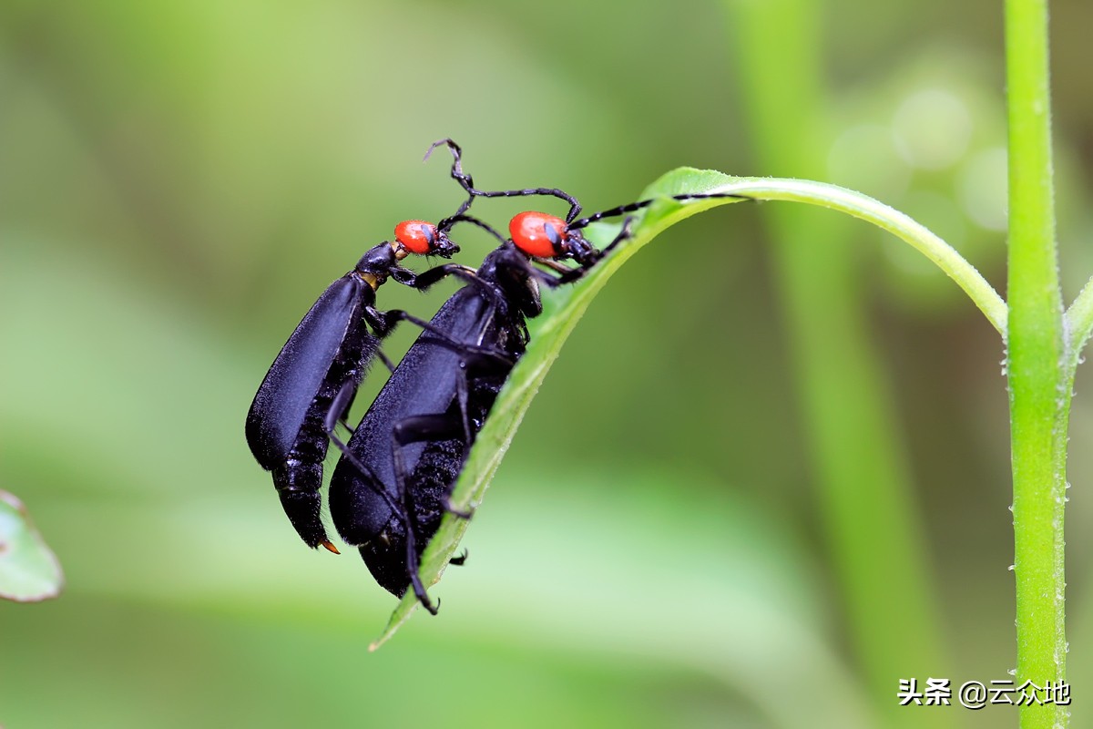 食叶害虫豆芫菁,俗称鸡公虫,科学用药防治