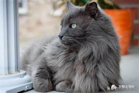 猫咪吐舌头是单纯的傻吗？