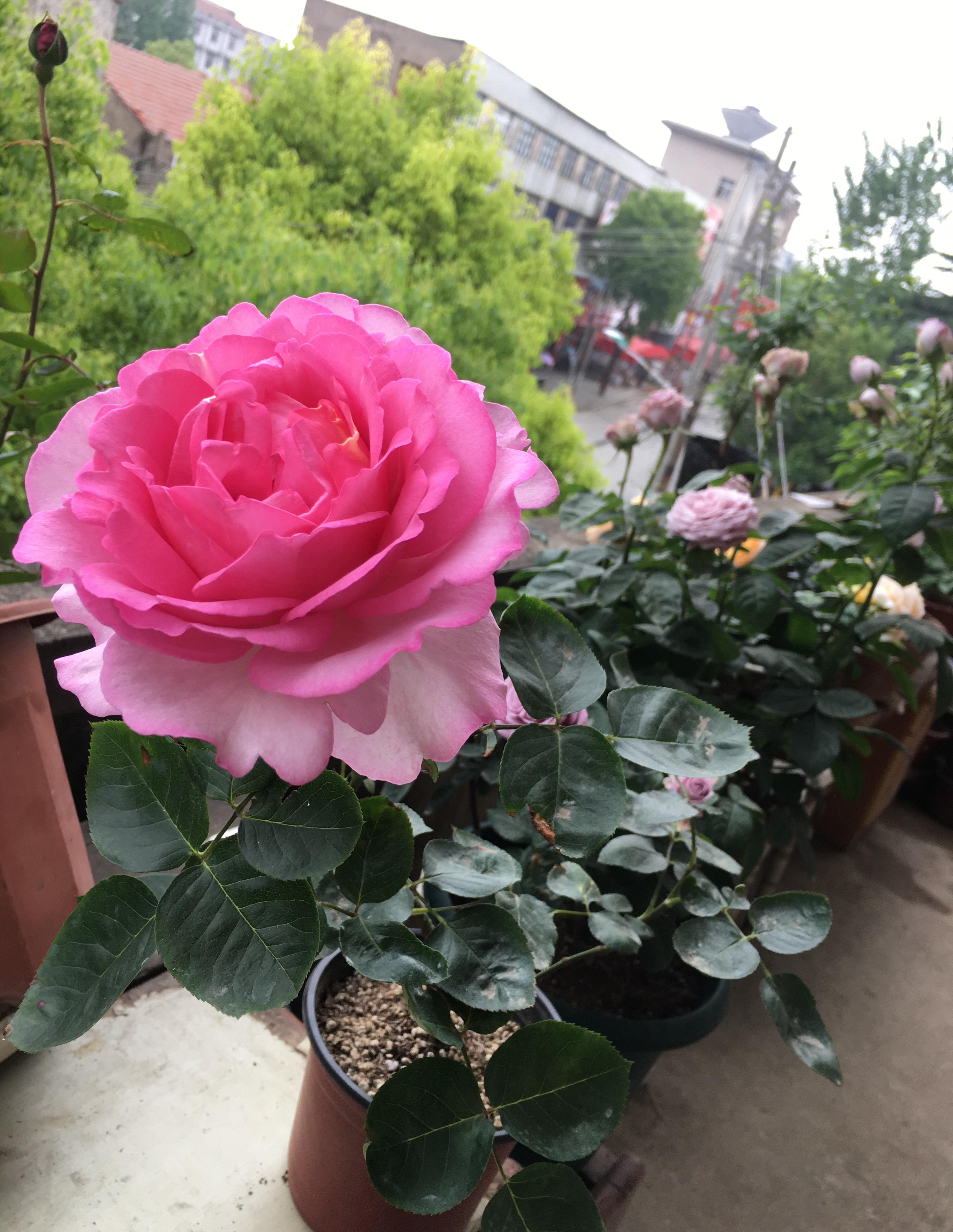 养护很简单如果你是新手花友,或者第一次养月季花,伊芙系列是个不错的