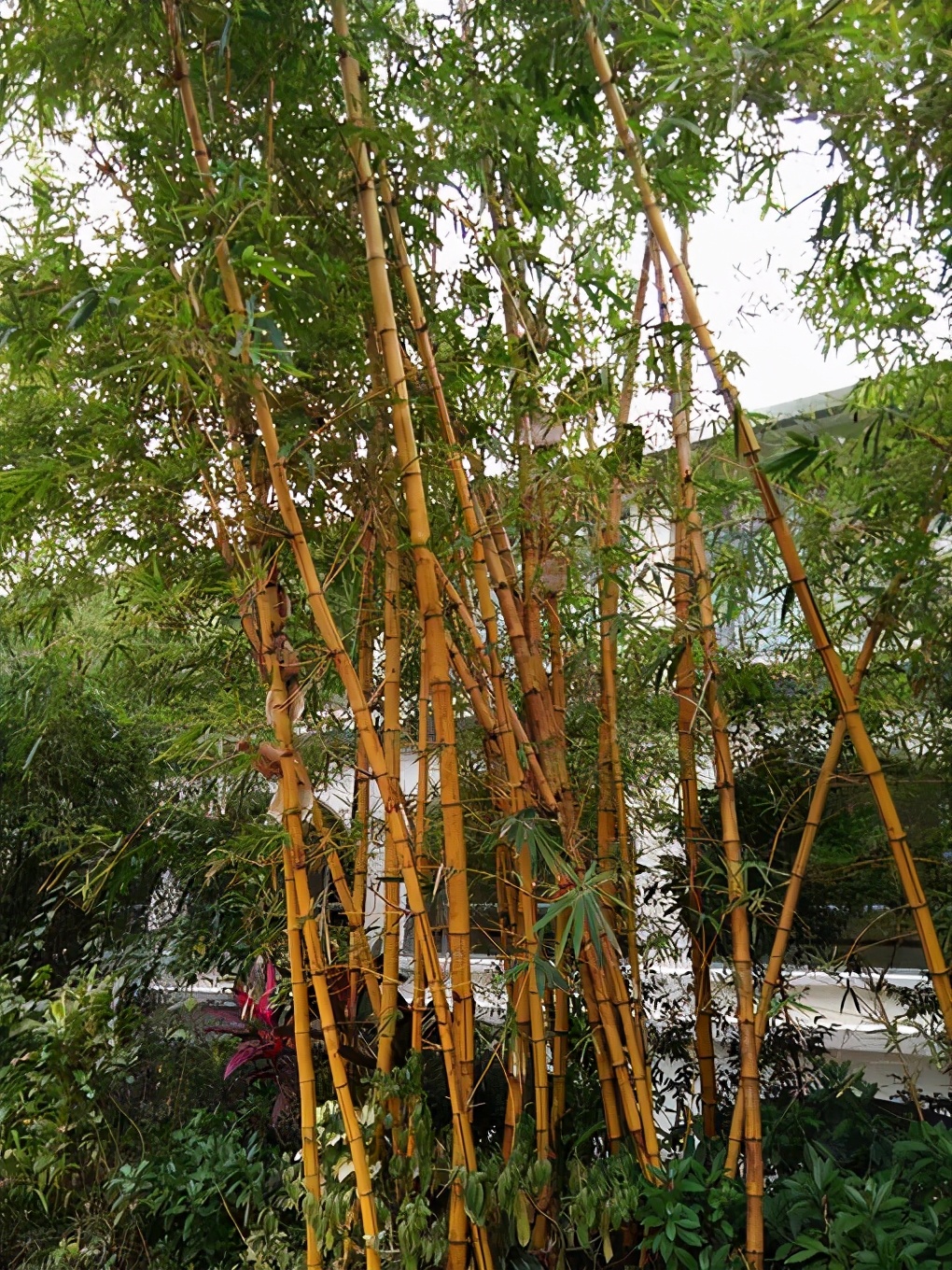 小琴丝竹图片(盘点以下45种竹子观赏图集)