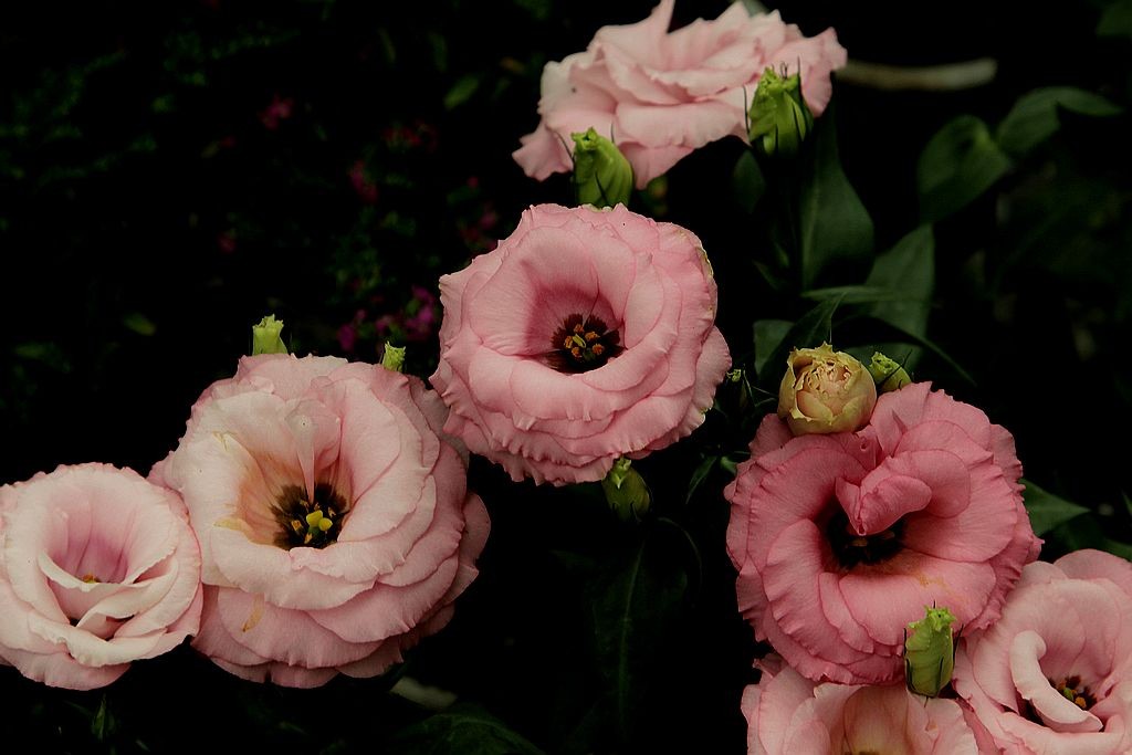 7,修剪:想要洋桔梗多开花,必须经常打顶摘心,一般在植株生长到10厘米