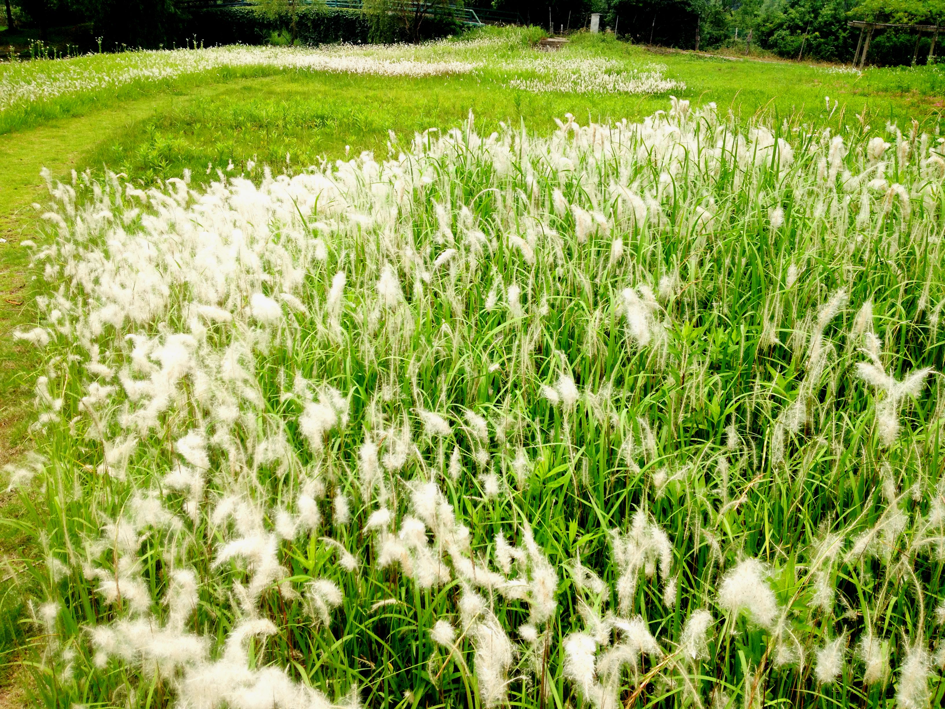 白茅草：从《诗经》的风花雪月，走向李时珍的《本草纲目》