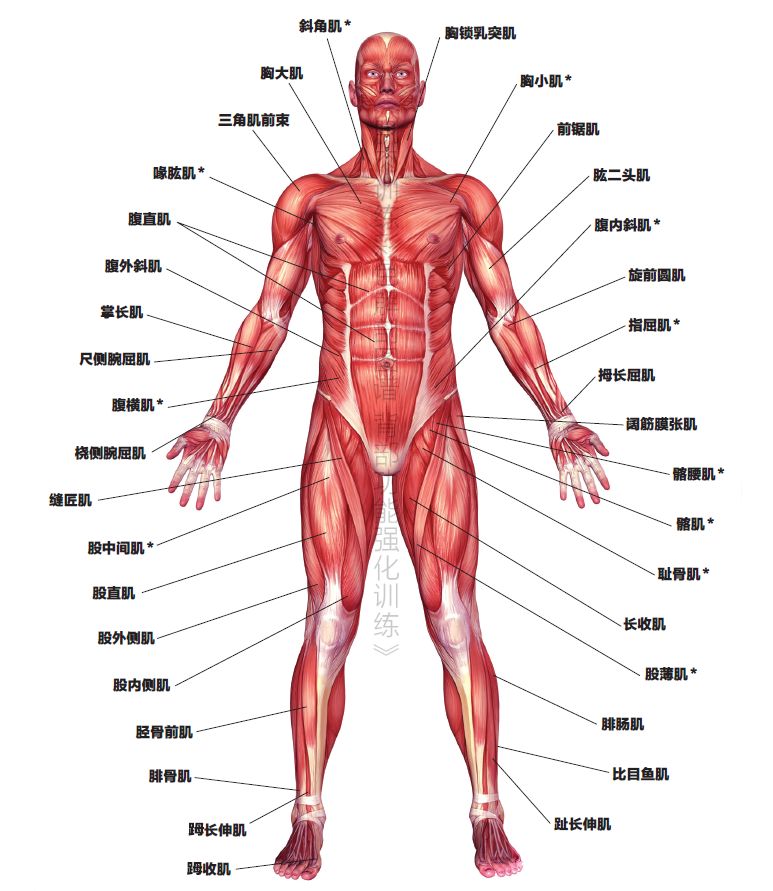 健身先健脑，这5个知识你必须知道