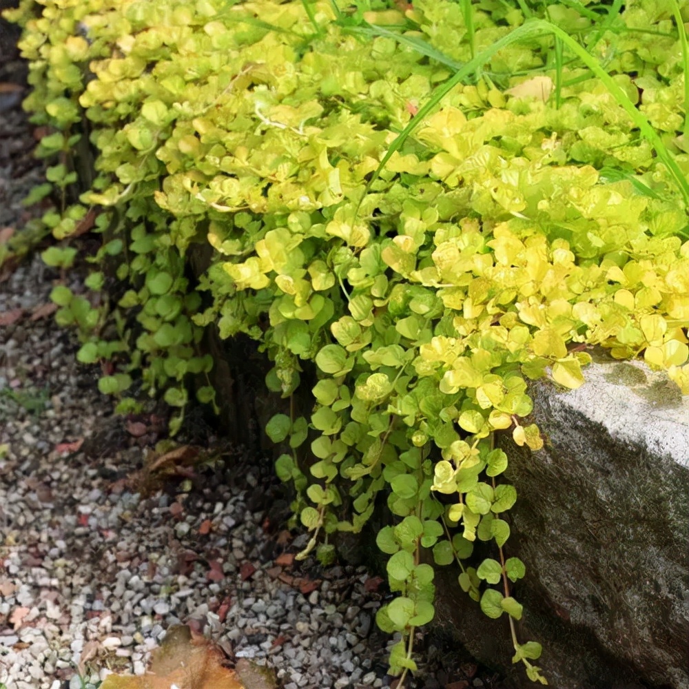 7种最好用的地被植物：丰富花境花园色彩，控制杂草