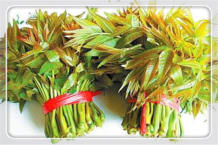 农村2万元做什么项目赚钱？农村赚钱的种植项目推荐