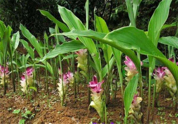 郁金的功效与作用(郁金的栽培) - 行就行