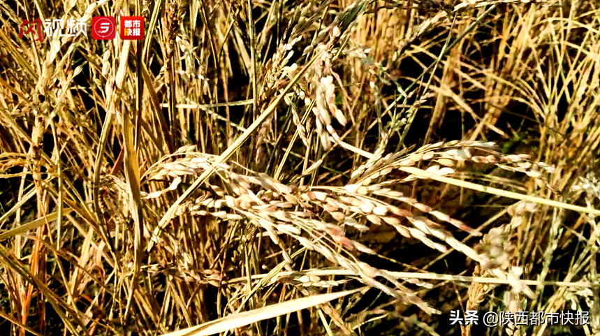 “稻”时候了！西安城南三百亩水稻开割 这道美味让人馋哭……
