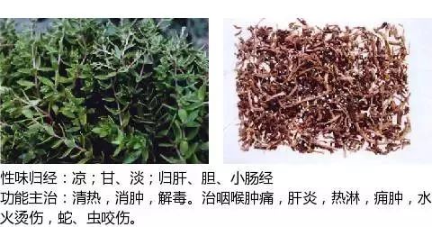 300个中草药图谱（附主治功效），知道一半就太牛了（上）