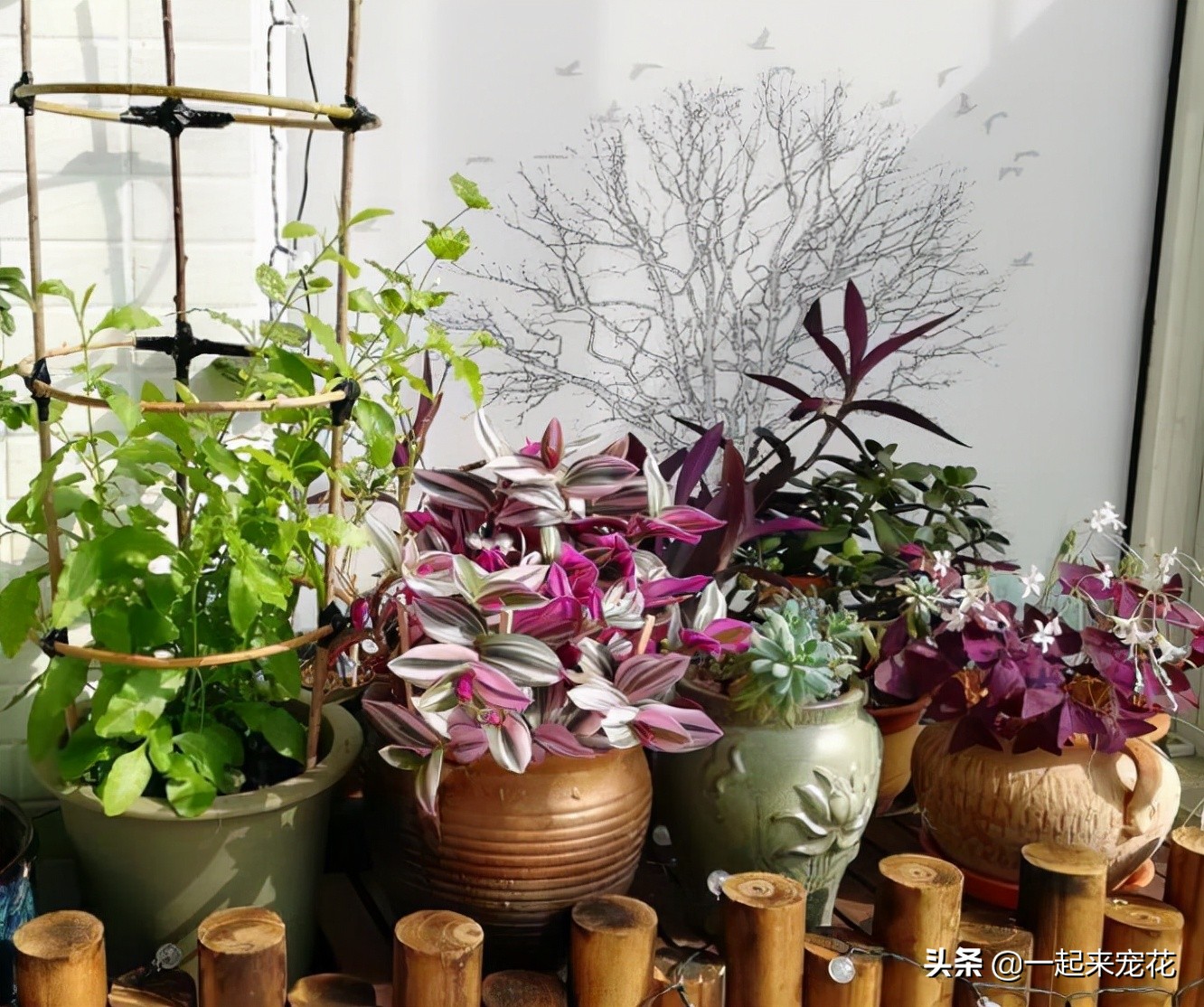 油画吊兰养殖方法(新手养婚礼油画吊兰小技巧)