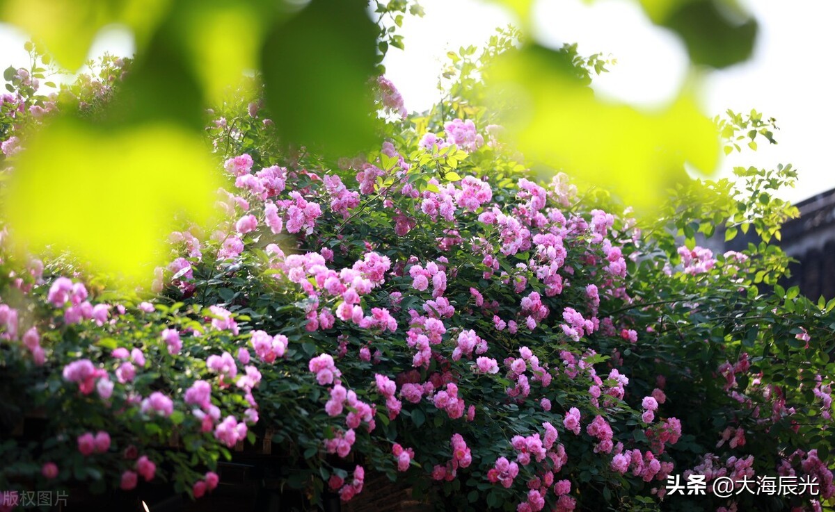 叶绿成阴,繁花似锦,拥一份静美时光