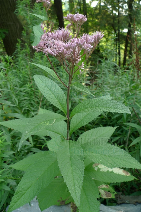 佩兰图片(佩兰) - 赤虎壹号