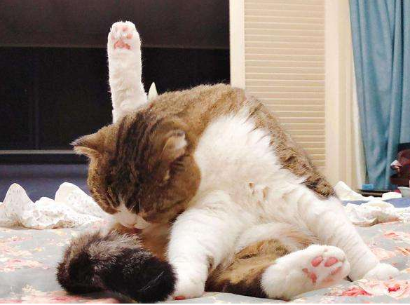 猫咪有这几种表现，赶紧给它驱虫，不然情况更糟