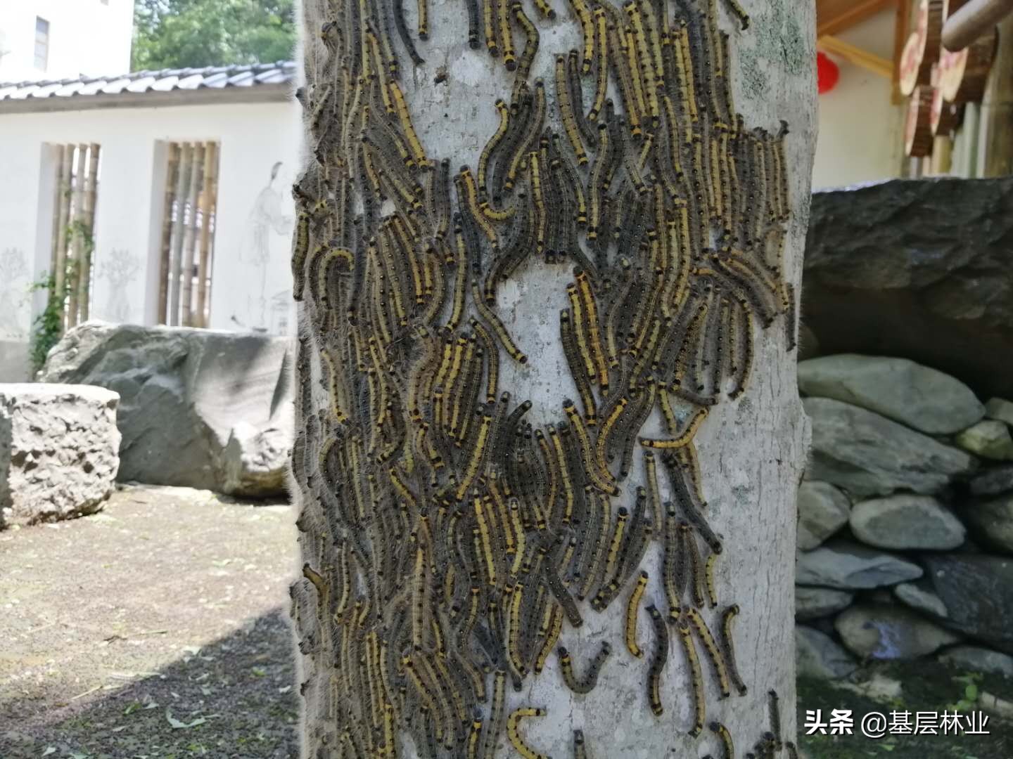 低毒的菊酯类杀虫剂,在晴天的早晚,利用天幕毛虫幼虫喜欢聚集的特点