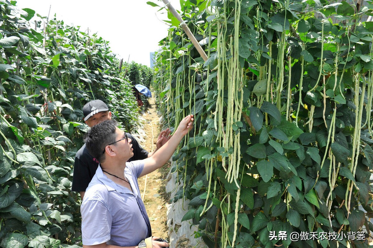 种植豆角的技术和方法（最全相关豆角种植和管理攻略）